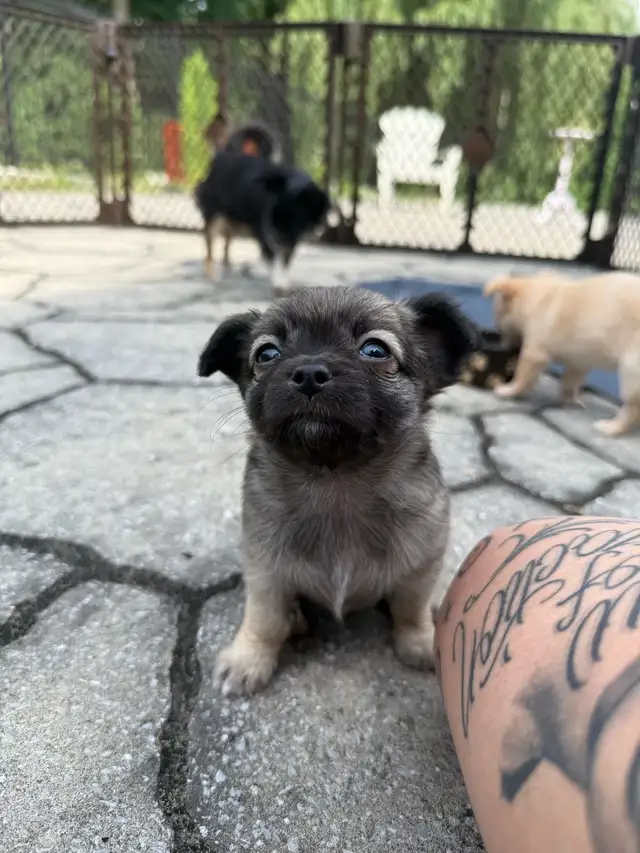 long haired chihuahua puppies in Dogs & Puppies for Rehoming in Markham / York Region - Image 5