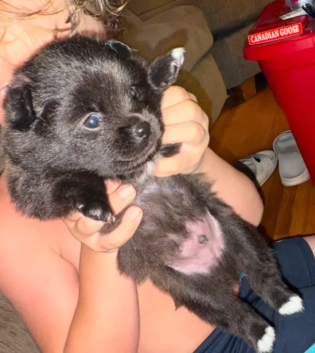 Teddy bear Pomeranian puppies 3 males in Dogs & Puppies for Rehoming in St. Catharines - Image 8