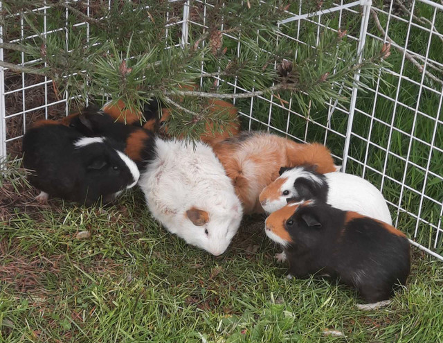 FREE guinea pigs. All males.  in Small Animals for Rehoming in St. Catharines - Image 2