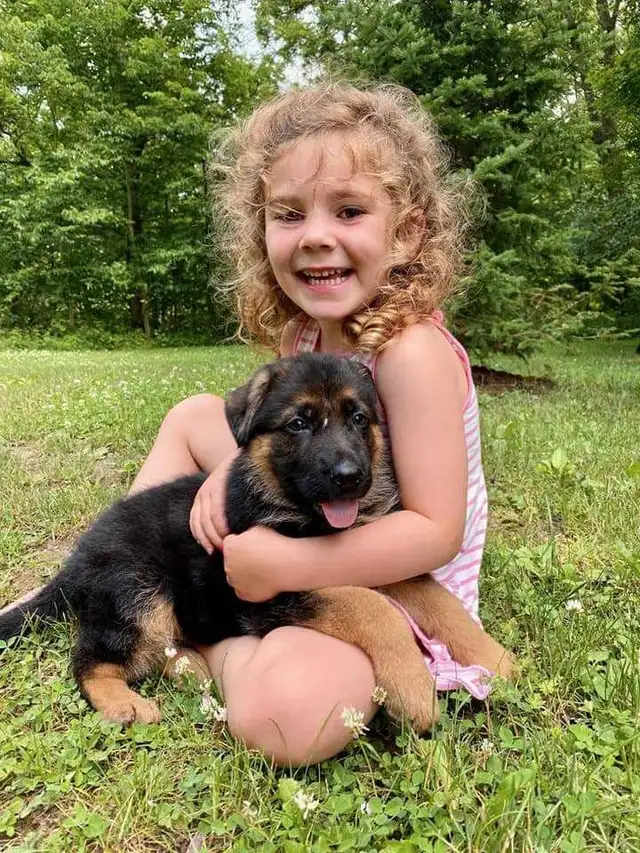 German Shepherds pups in Dogs & Puppies for Rehoming in Stratford - Image 6