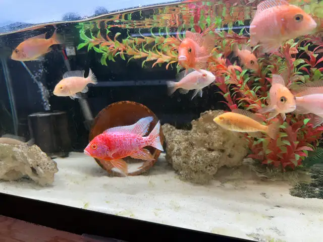 Pink Dragon Blood Group- African Cichlid  in Fish for Rehoming in London - Image 4