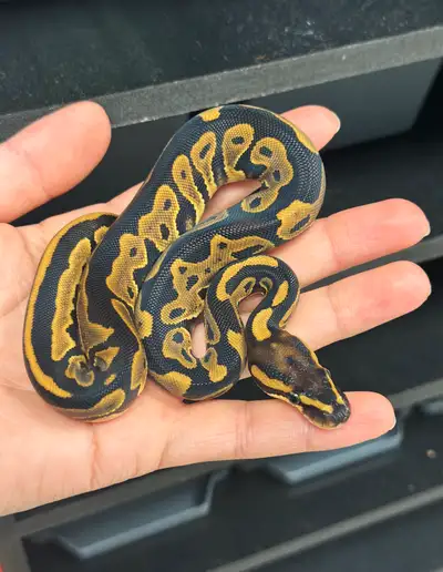 ball python, View more