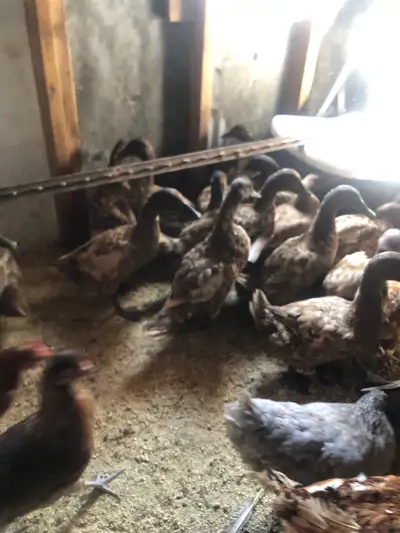 20 HENS FOR SALE - KHAKI CAMPBELL (PENDING ), View more