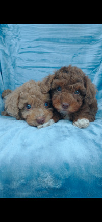 Adorable little poodle puppies
