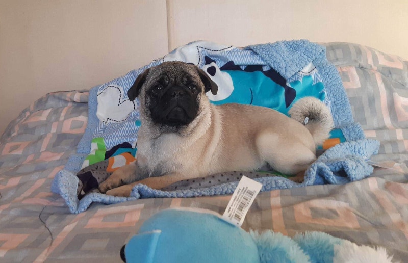 PUGS FOR SALE Dogs & Puppies for Rehoming Edmonton Kijiji
