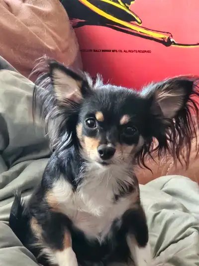 Adorable long hair  Chihuahua (small), View more