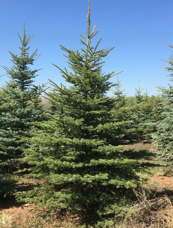 Colorado spruce Black Walnut trees for sell in Plants, Fertilizer & Soil in Hamilton