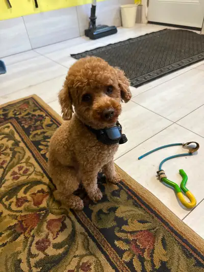 Poodle dog, View more