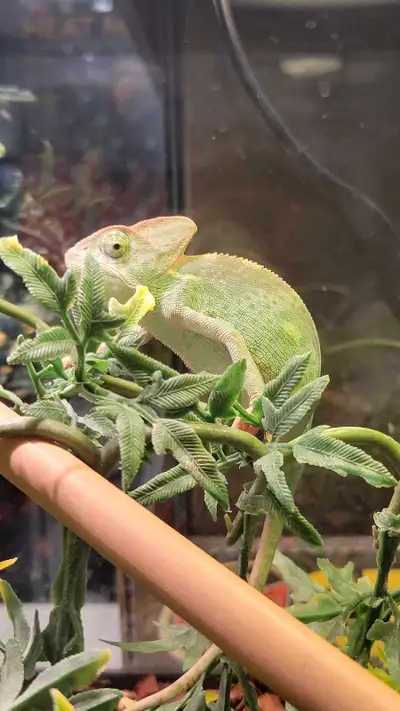 baby veiled chameleons, View more