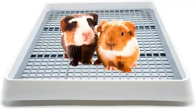 Two Cute Guinea Pig Rehoming with all the accesaries, View more