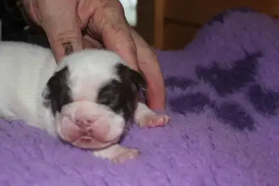 Minibull Puppies, View more