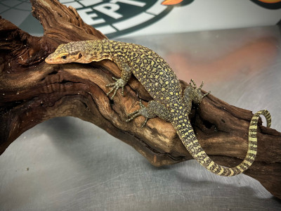 Quince Monitor-Available Now!