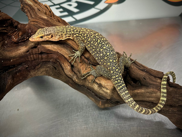 Quince Monitor-Available Now! in Reptiles & Amphibians for Rehoming in Markham / York Region