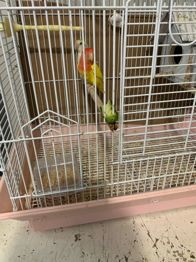 Love birds and budgies $30 each in Birds for Rehoming in La Ronge - Image 3