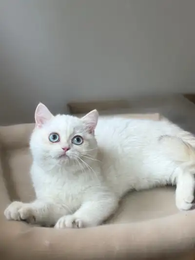 British shorthair pure breed, View more