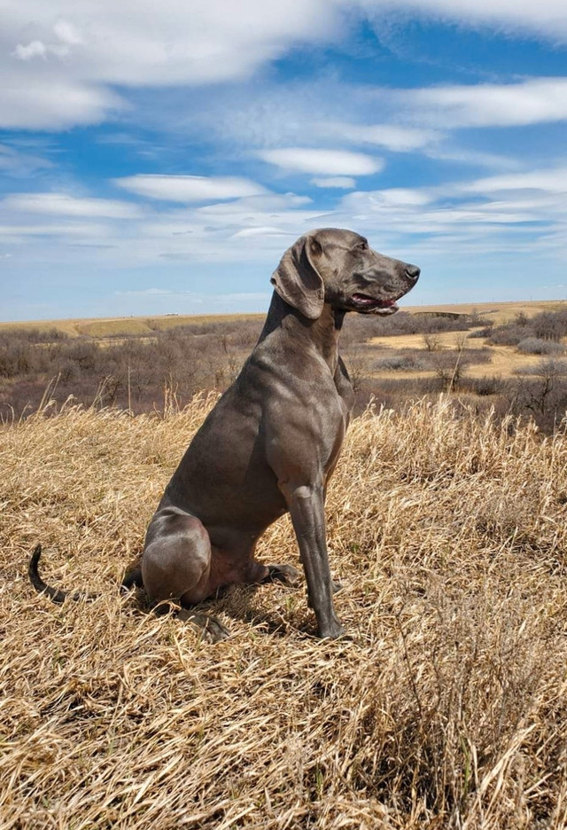 Weimaraner puppies, family dog and hunting companion. in Dogs & Puppies for Rehoming in Moose Jaw - Image 4