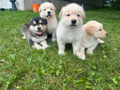 Alaskan malamute x puppies, View more
