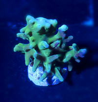 Green Dragon Acro - Saltwater Coral