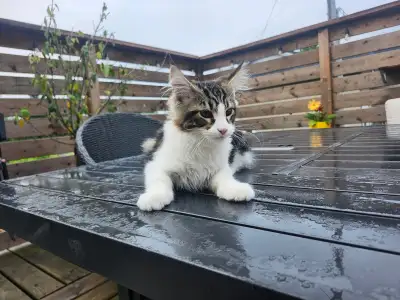 Main Coon née le 24 Février 2025 2 mâles 1 femelle Prix 1000$ Pas vacciné, pas micropucé