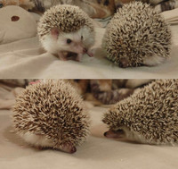 Hedgehog full cage setup with heat lamp! 