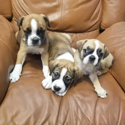 Boston and Mini Bulldog puppies, View more