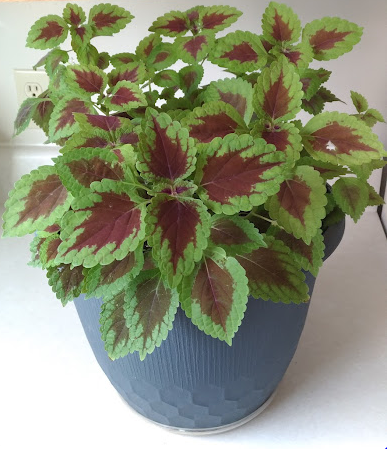 Gorgeous Coleus indoor plants, View more