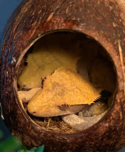 I have 3 crested geckos to sell for cheap. 1 Harlequin, 1 patternless Harlequin, and 1 lily white Ha...