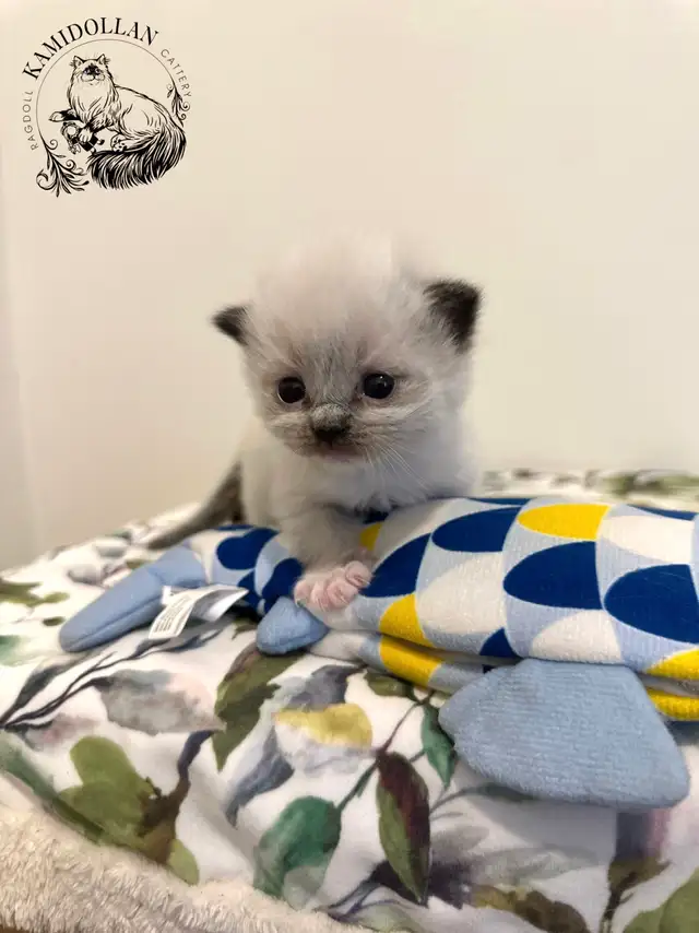 ‏Traditional Ragdoll