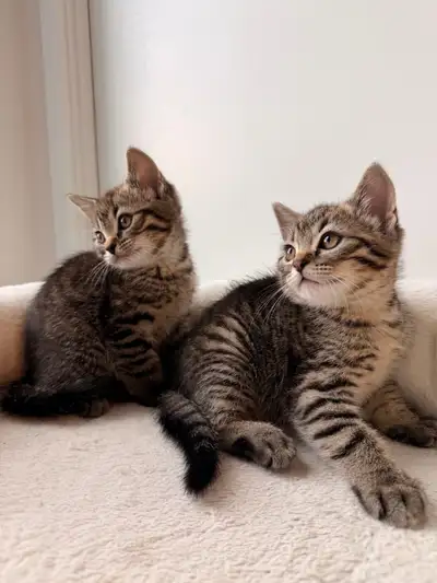 Tabby Kittens, View more