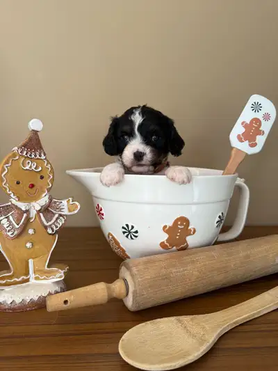 Cavapoo “ King Charles Cavalier x Miniature Poodle, View more