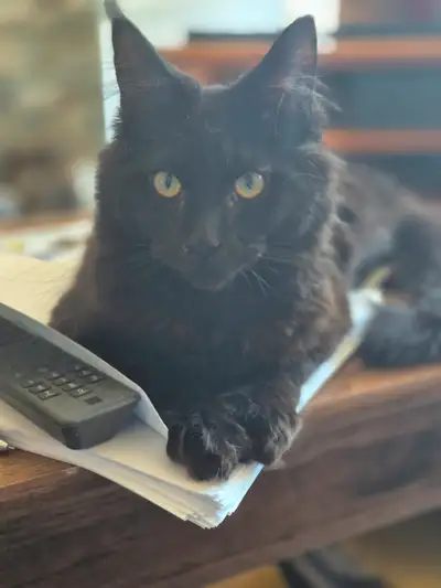 Maine coon mâle black smoke 6 mois (tout noir) Il est enregistré TICA, les parents ont vu le cardiol...