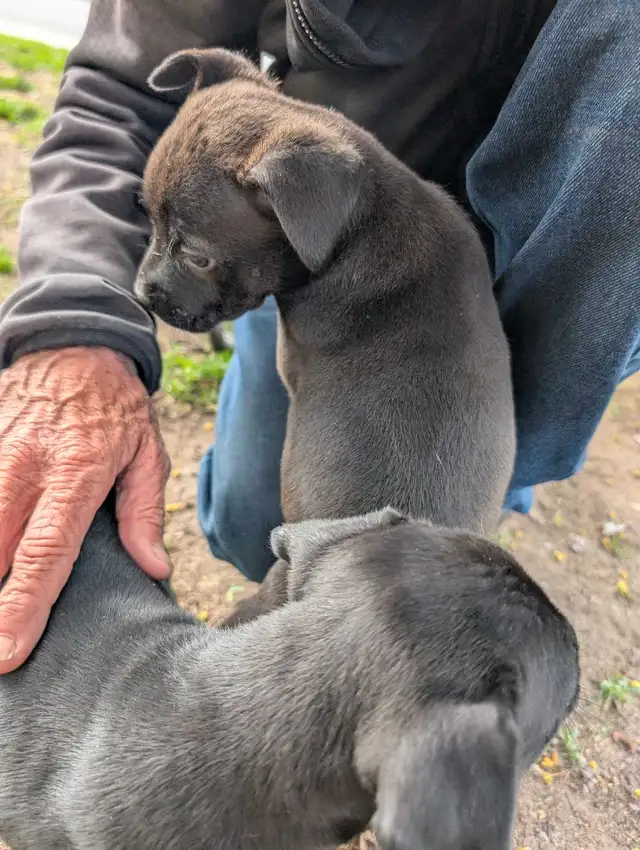 King Corso puppies in Dogs & Puppies for Rehoming in Ottawa - Image 5