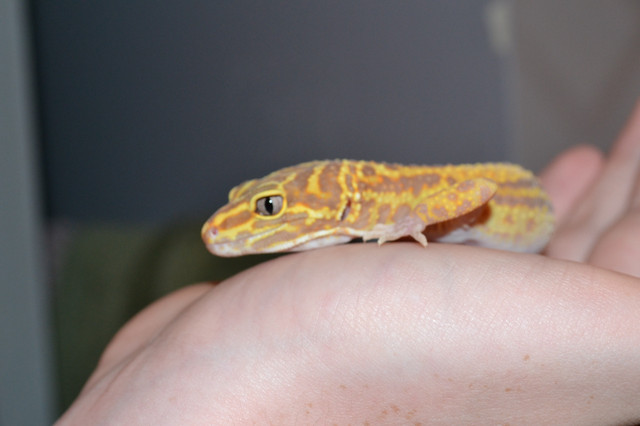 Leopard gecko with xl tank in Reptiles & Amphibians for Rehoming in Vancouver - Image 4