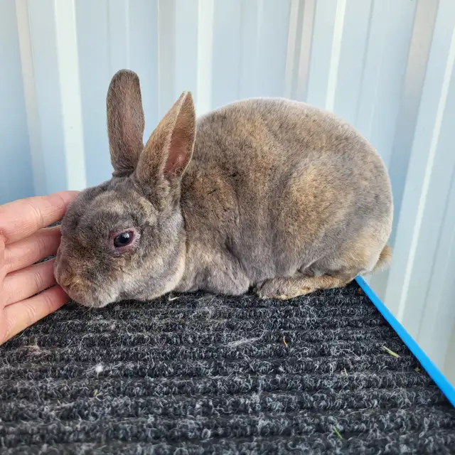 EXTRAORDINARY MINI REX BABY RABBITS in Small Animals for Rehoming in Ottawa - Image 3