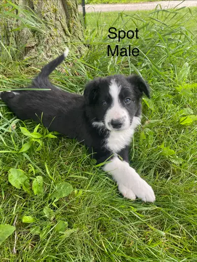 Border Collie Puppies, View more
