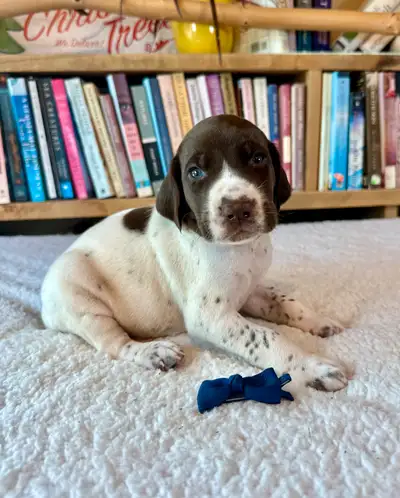 German Shorthair Pointer Puppies , View more
