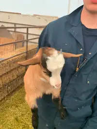 Purebred Male Fainting Goat Kid