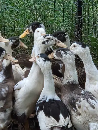 female runner ducks for sale, View more