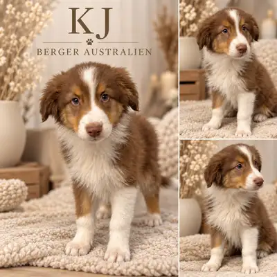 Chiots Berger Australien Entregistrés CCC, View more