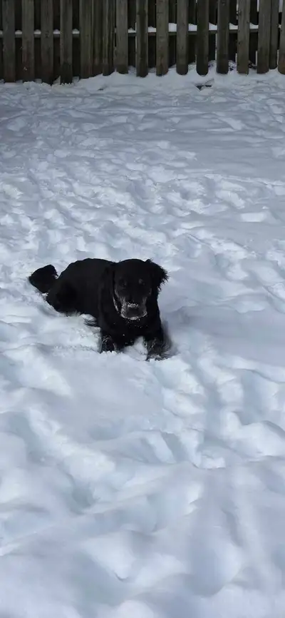 dog for adoption, View more