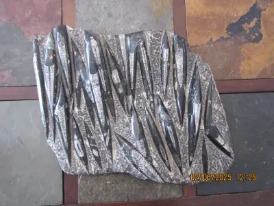 LARGE POLISHED ORTHOCERAS FOSSIL, View more