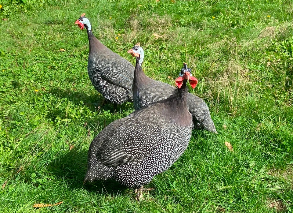Tick Eating Machines! Guinea Fowl) | Livestock | Chilliwack | Free ...