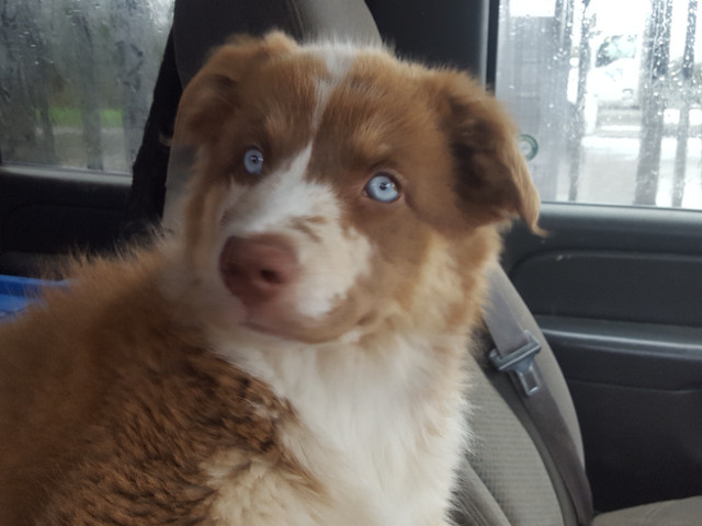 Beautiful Australian Shepherd Puppies in Dogs & Puppies for Rehoming in Barrie
