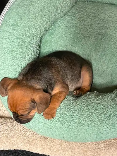 All sold pending pickup Puggle Puppy for sale. Beagle/Pug cross, View more