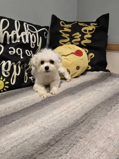 Beautiful 4 month old girls mini bichon ready to going home Comes with: ✅️ 1 year health guarantee ✅...