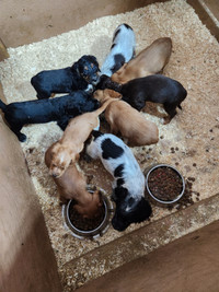 English Cocker Spaniel Puppies for Sale