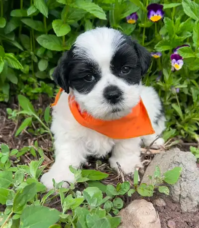 LAST Bichon Shih Tzu Puppy Left is Male, View more