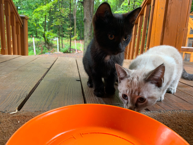 Chatons 13 semaines  a donner. dans Autre  à Shawinigan - Image 3
