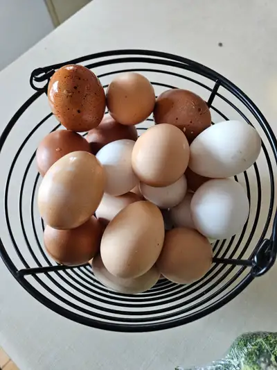 Oeufs frais de poules, View more