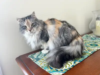 SPPU Beautiful Friendly Cat needs a new home, View more